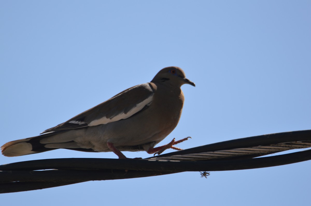 White-winged Dove - ML634155694