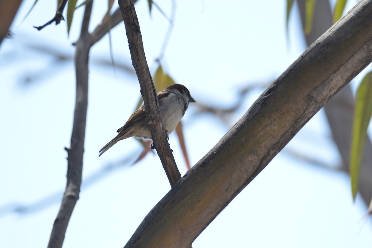 家麻雀 - ML634155725