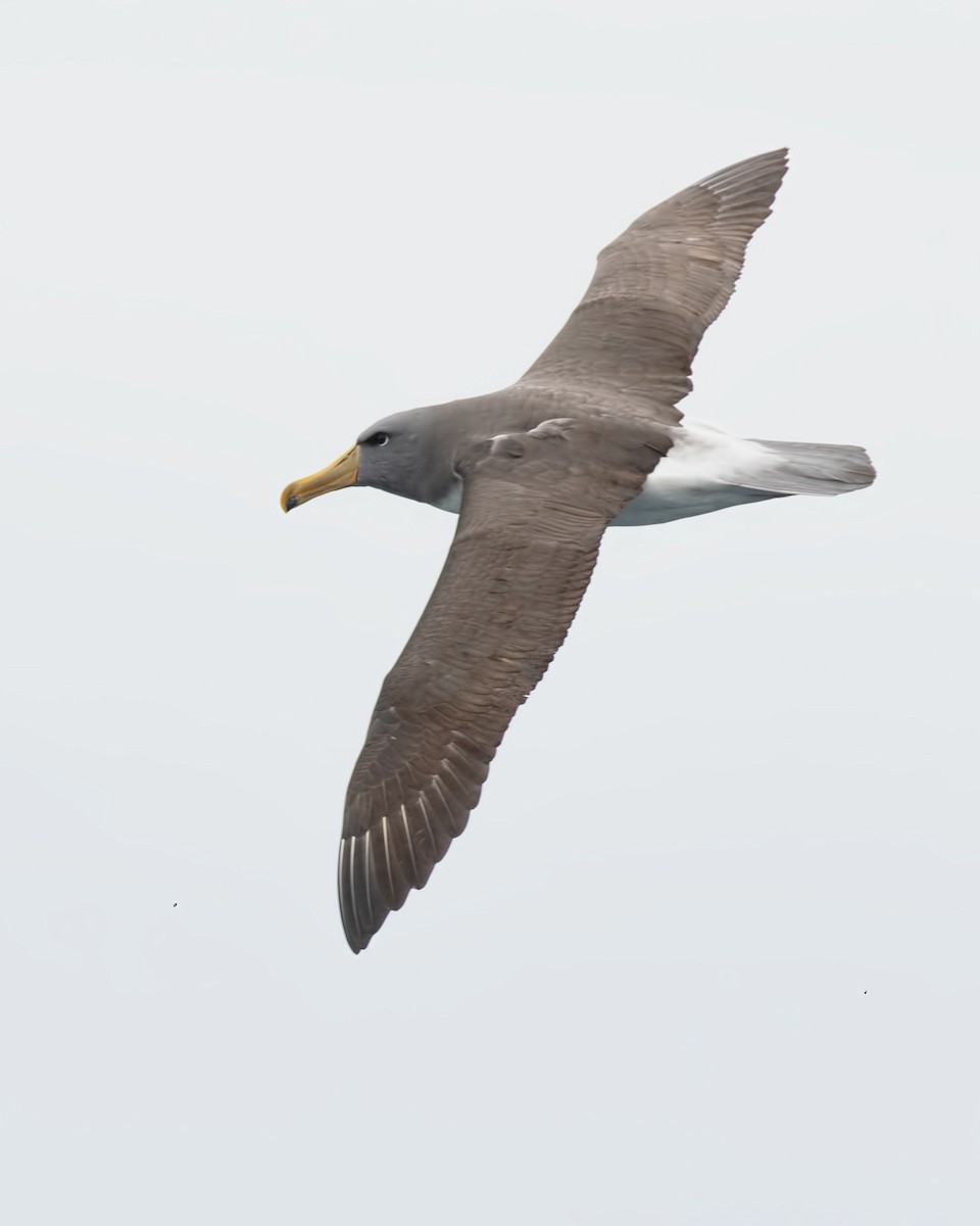チャタムアホウドリ - ML634155727