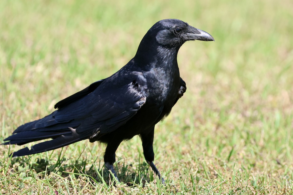 Fish Crow - ML634155739