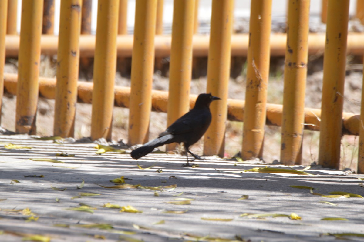 Great-tailed Grackle - ML634155744