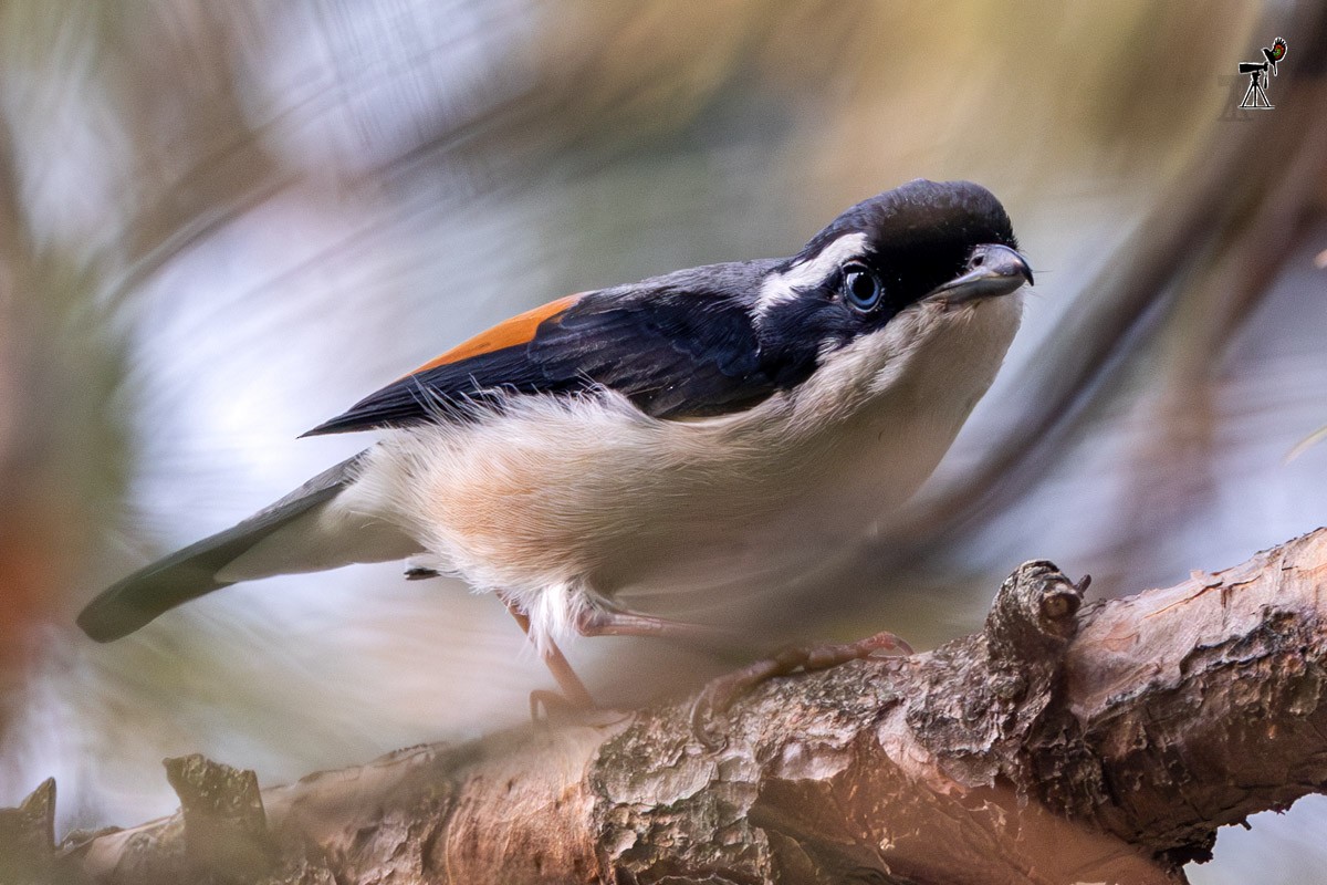White-browed Shrike-Babbler (Himalayan) - ML634155747