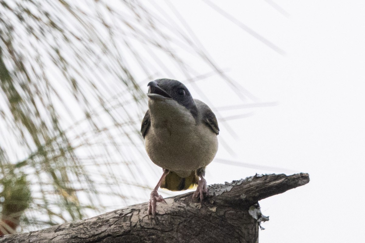 White-browed Shrike-Babbler (Himalayan) - ML634155748