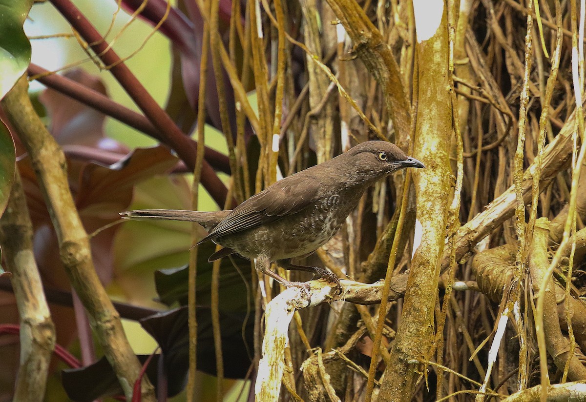 Scaly-breasted Thrasher - ML634155787