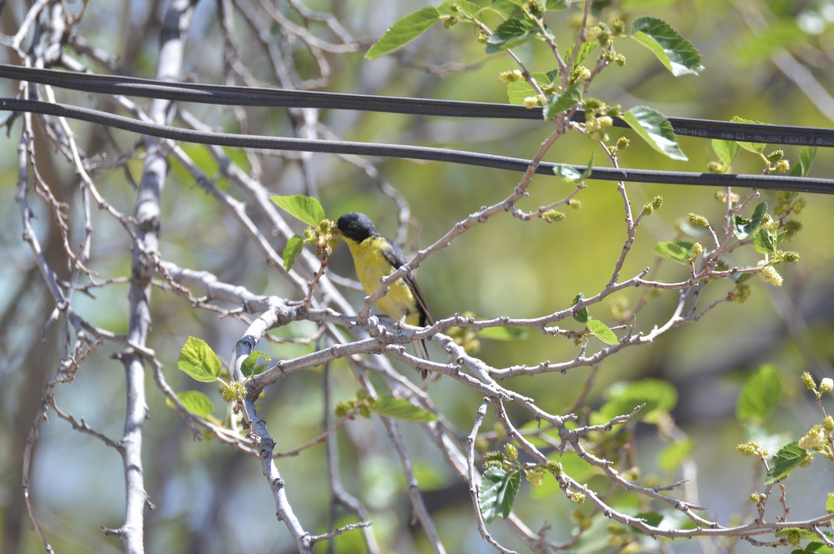 Lesser Goldfinch - ML634155801