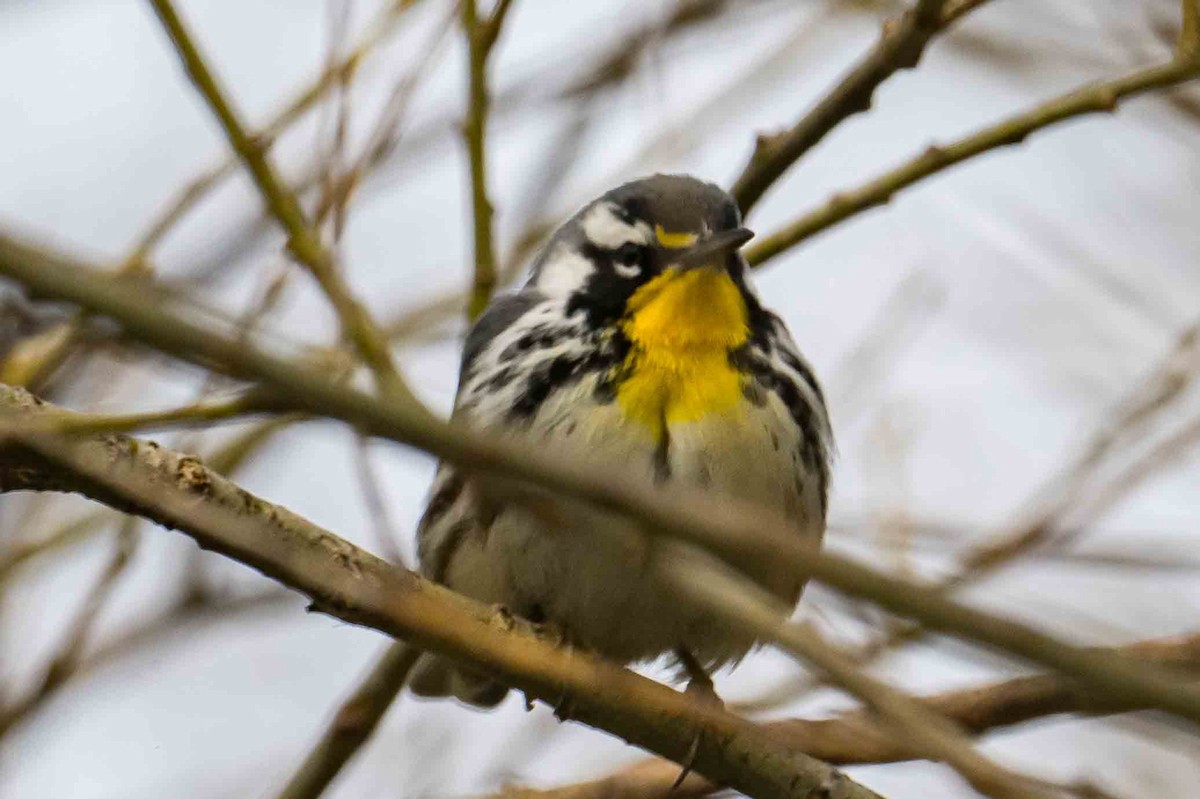 Yellow-throated Warbler - ML634155840