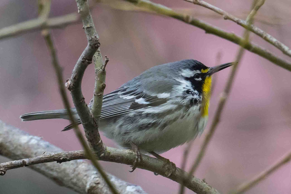 Yellow-throated Warbler - ML634155841