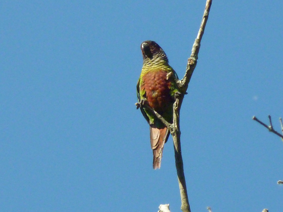 アカオウロコインコ - ML634156018