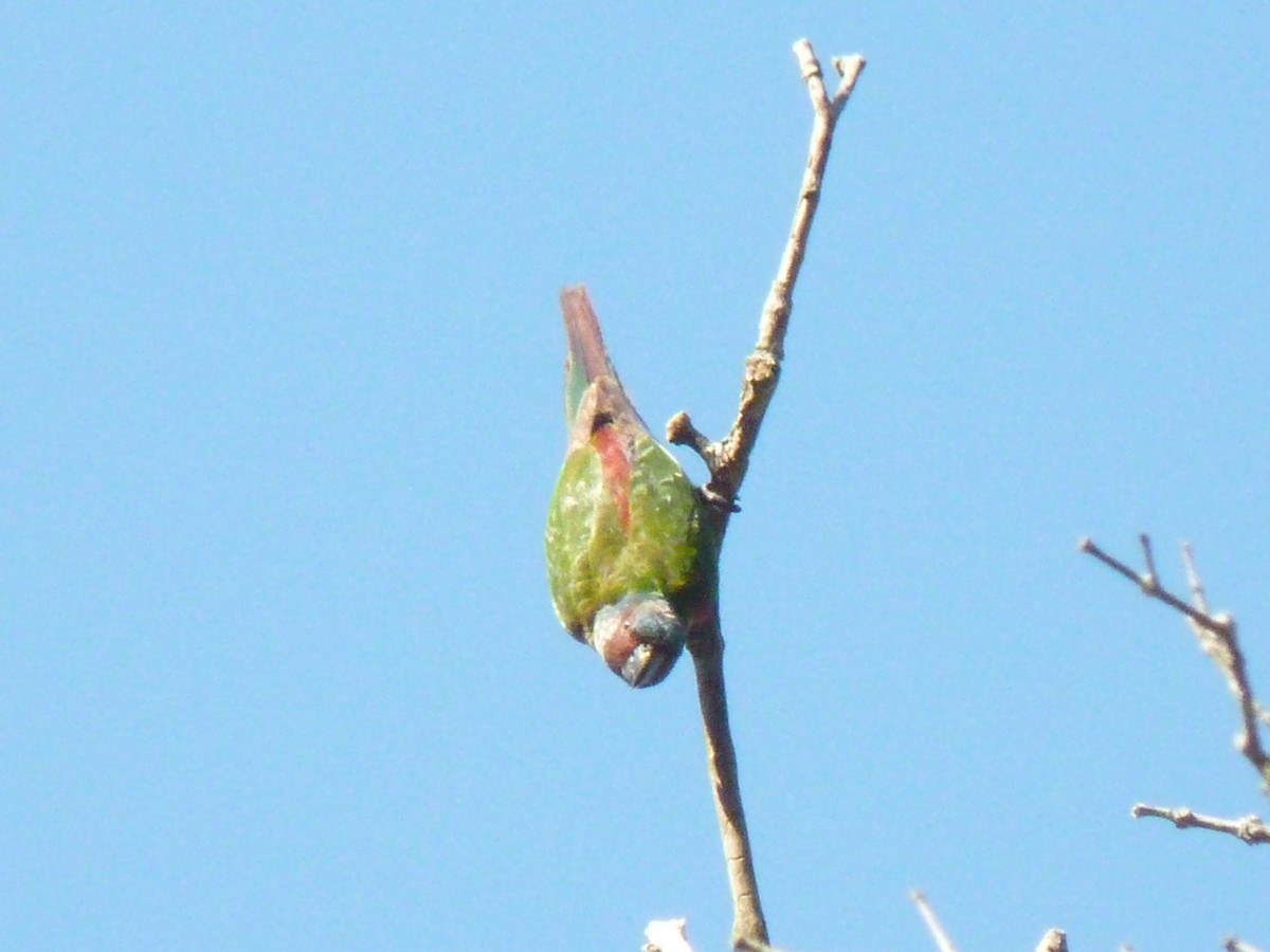 アカオウロコインコ - ML634156022