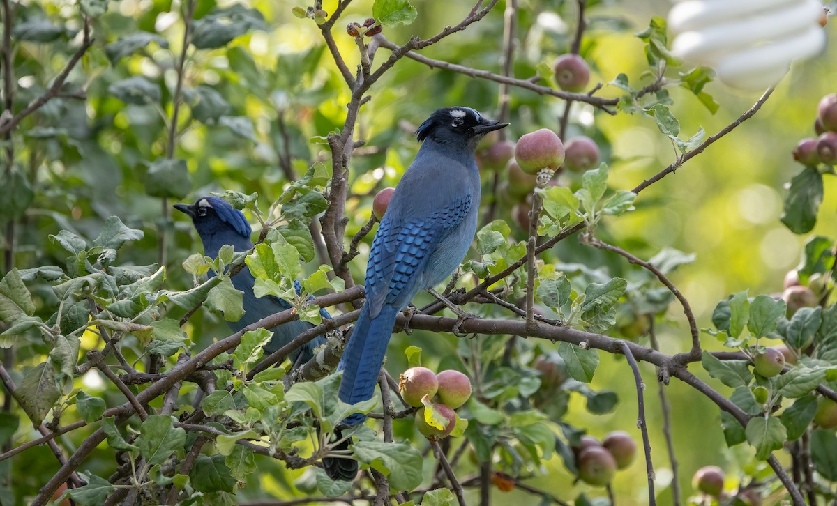Diademhäher [coronata-Gruppe] - ML634156158