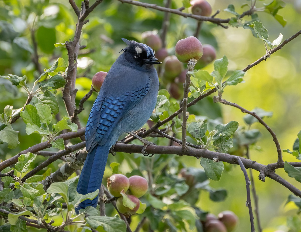 Diademhäher [coronata-Gruppe] - ML634156159