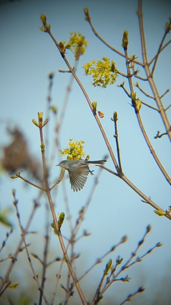 Blue-gray Gnatcatcher - ML634156172