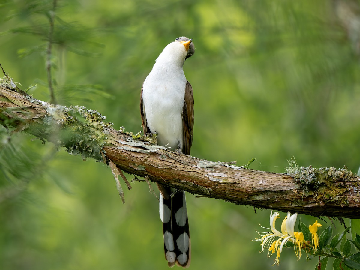 Yellow-billed Cuckoo - ML634156176