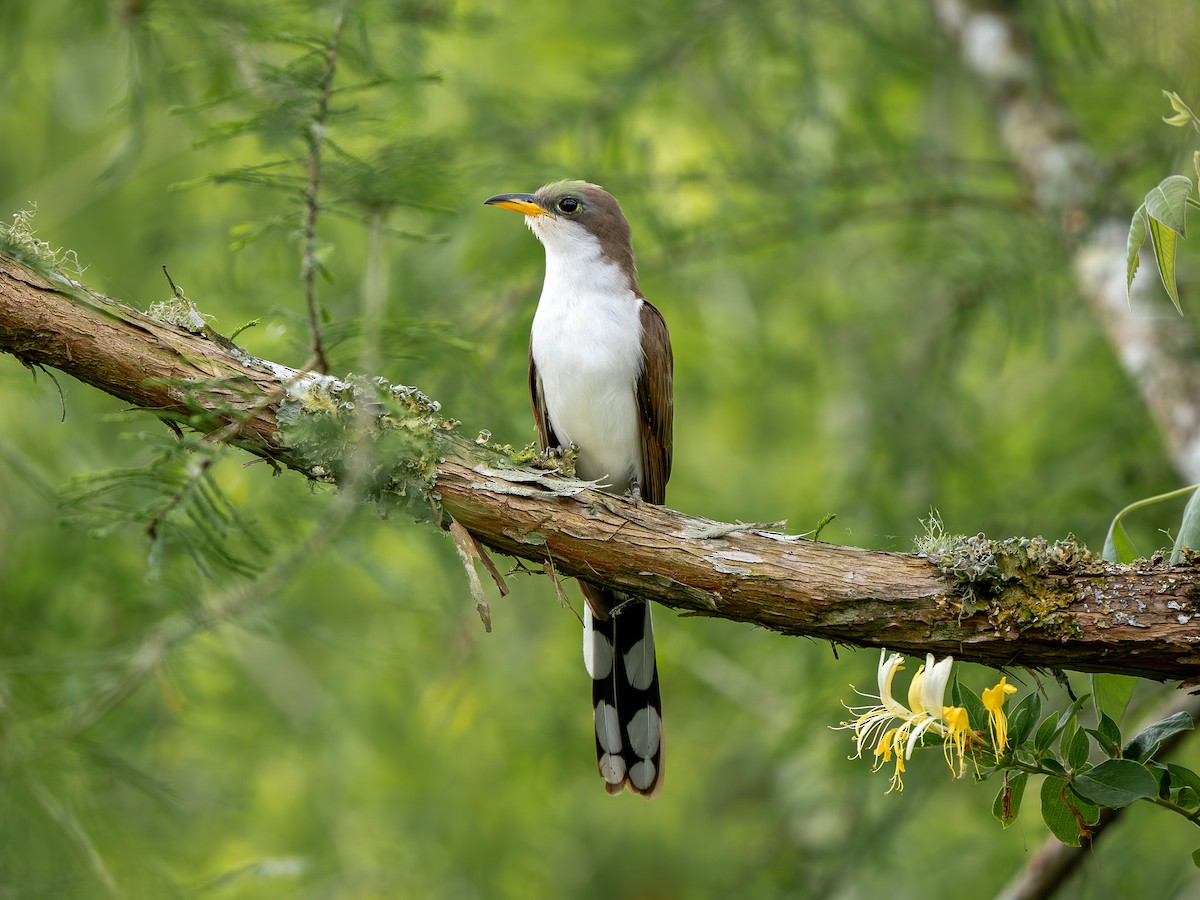 Yellow-billed Cuckoo - ML634156177