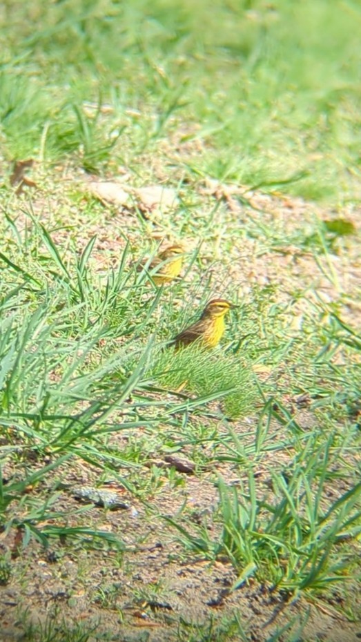 Palm Warbler - ML634156208