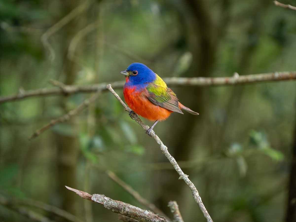 Painted Bunting - ML634156216