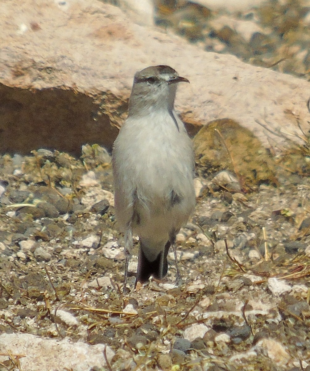Black-fronted Ground-Tyrant - ML634156238