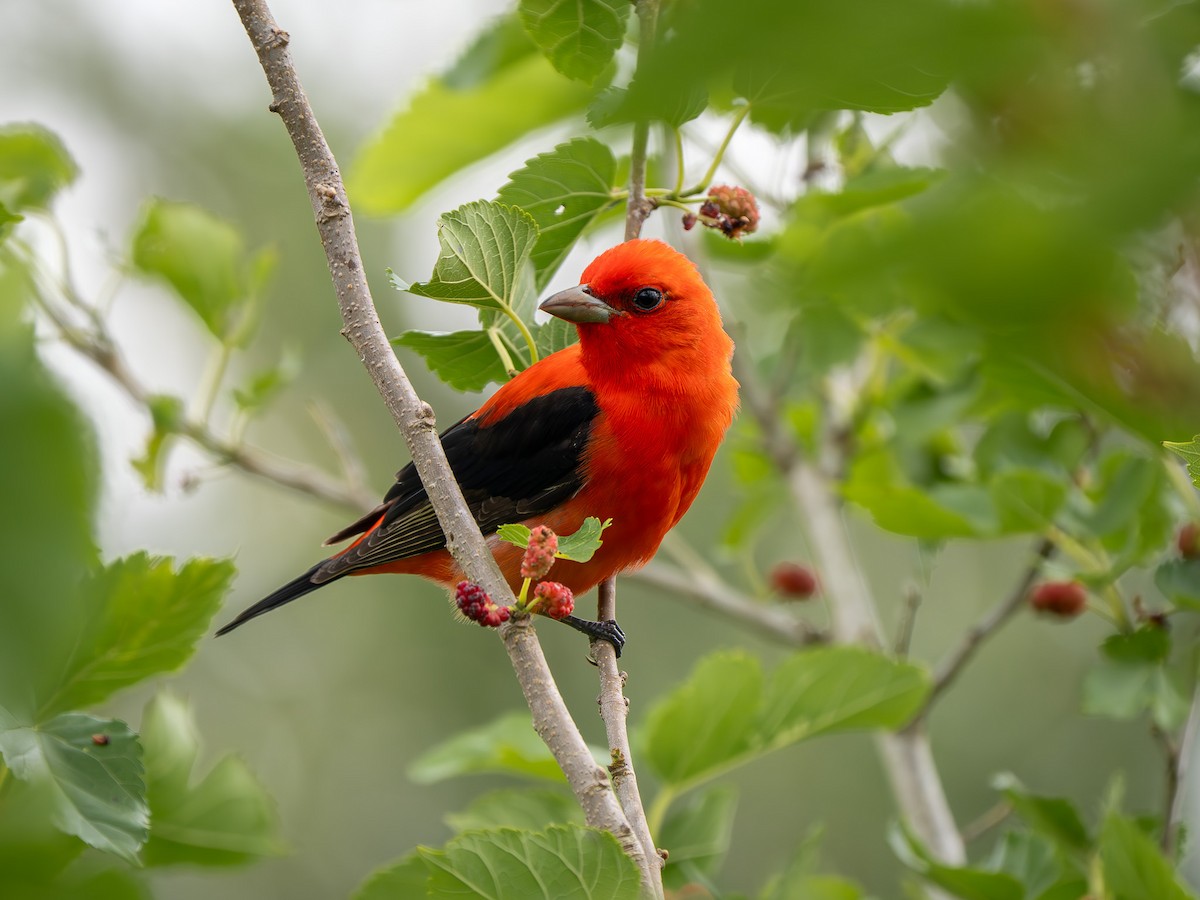 Scarlet Tanager - ML634156261