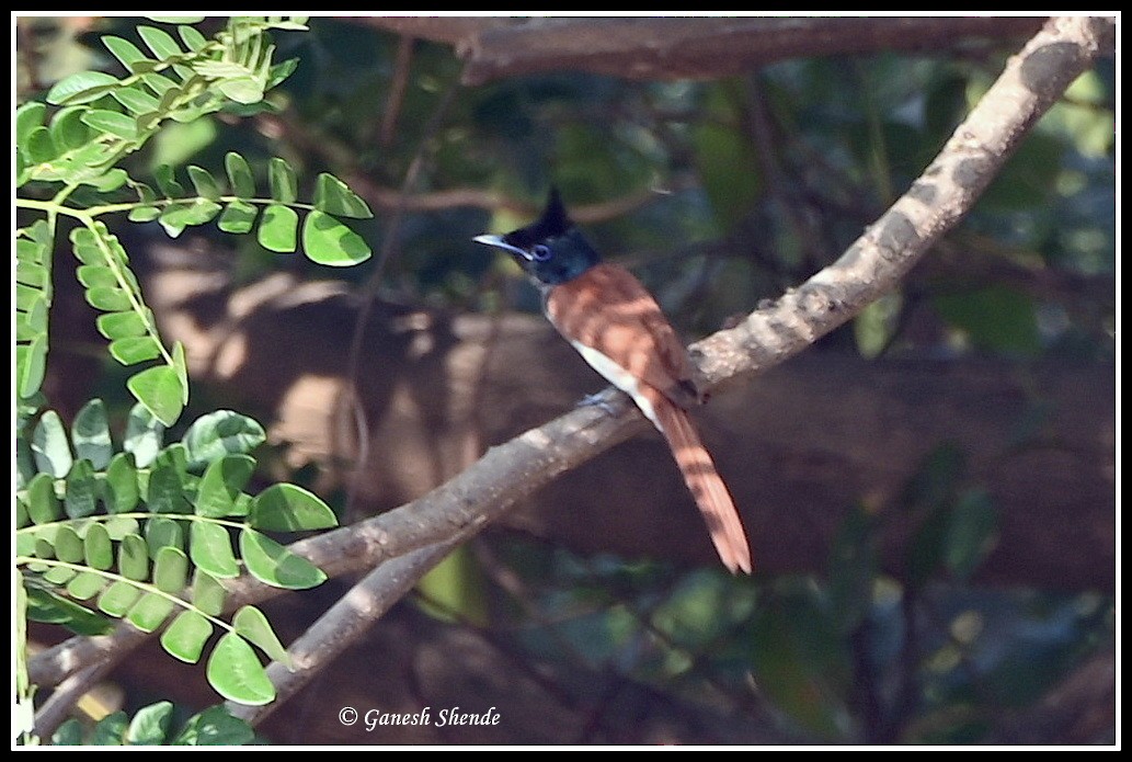 Indian Paradise-Flycatcher - ML634156288