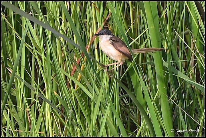 Ashy Prinia - ML634156301