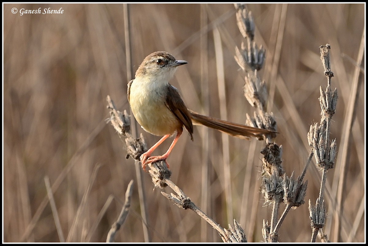 Plain Prinia - ML634156305