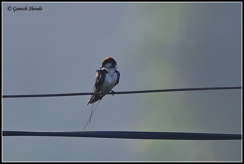 Wire-tailed Swallow - ML634156312