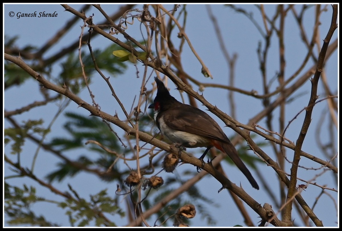 Red-whiskered Bulbul - ML634156322