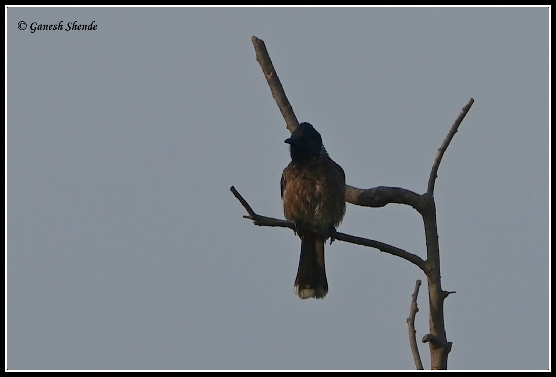 Red-vented Bulbul - ML634156333