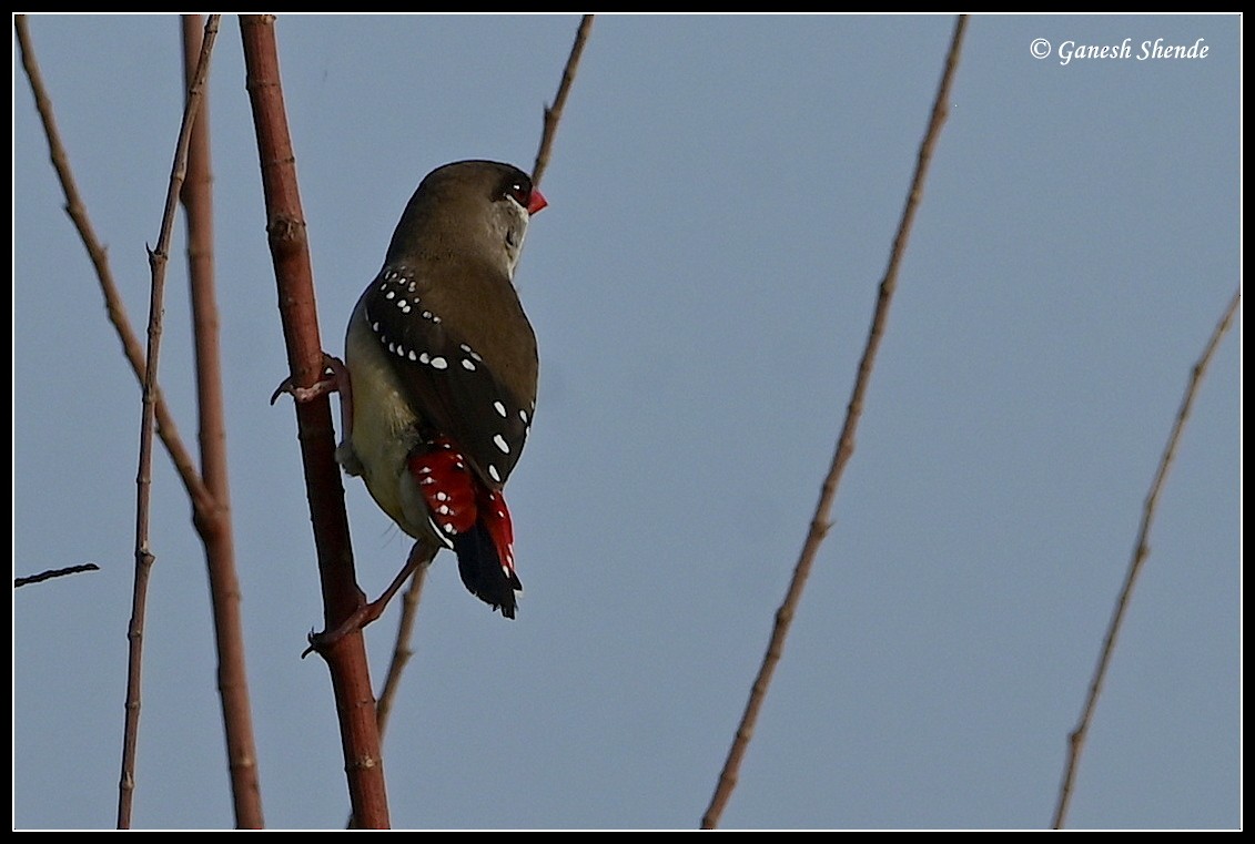 Red Avadavat - ML634156355