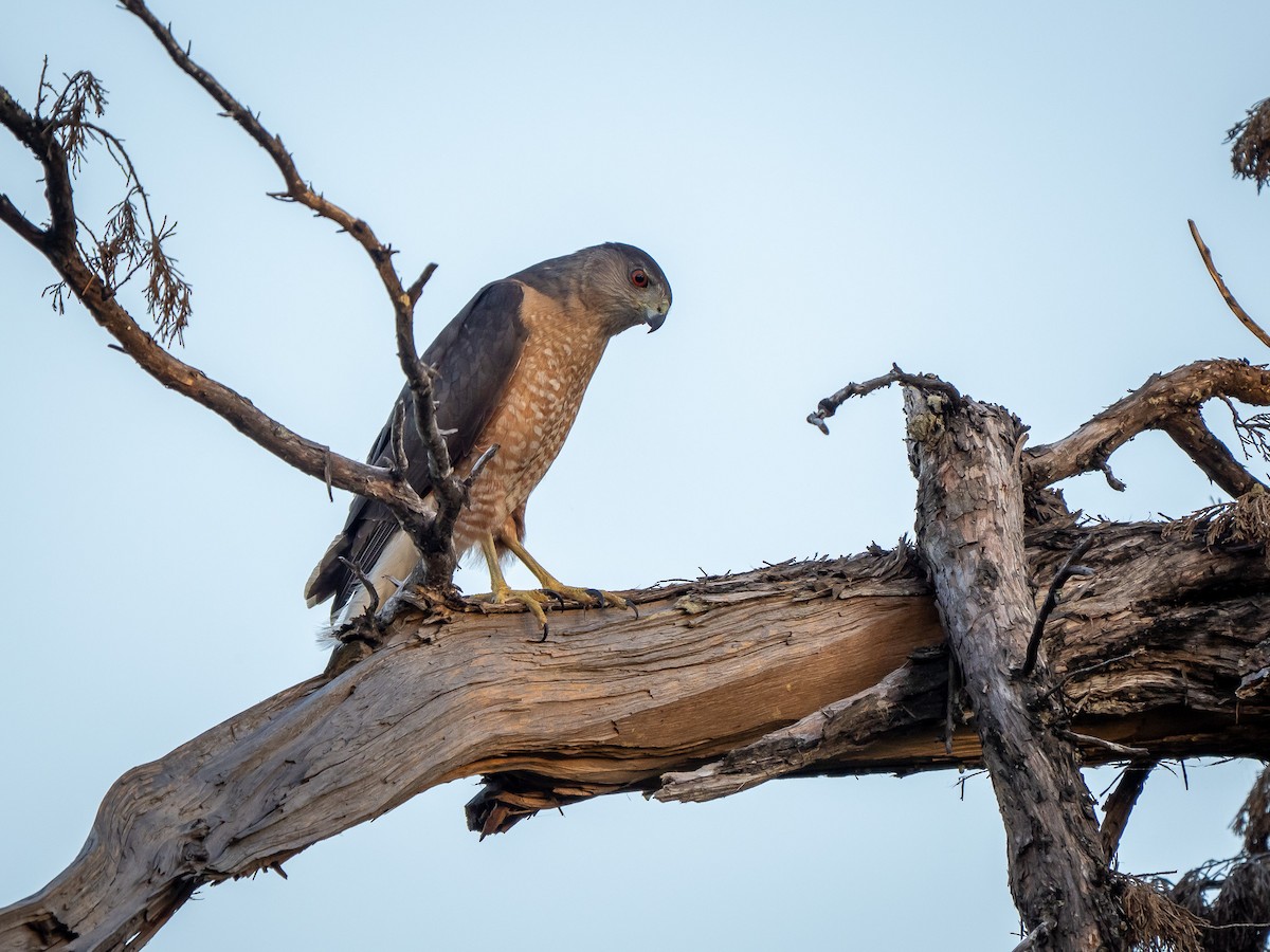 Cooper's Hawk - ML634156394