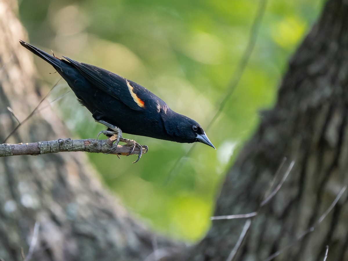 Red-winged Blackbird - ML634156397