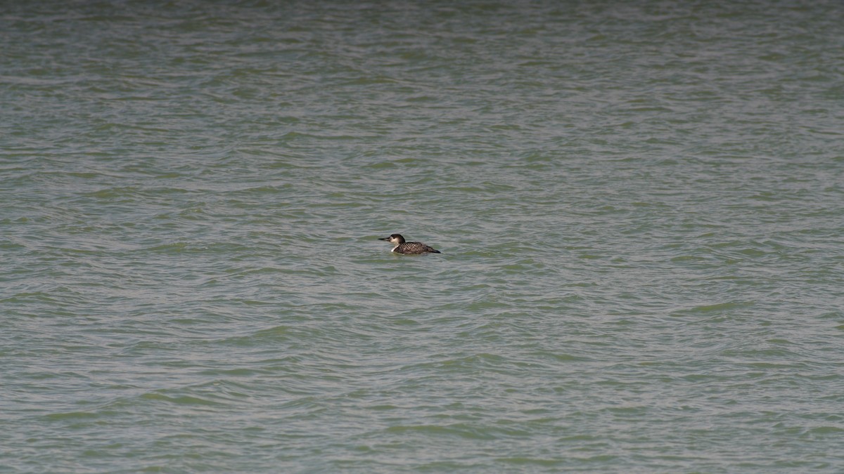 Common Loon - ML634156403