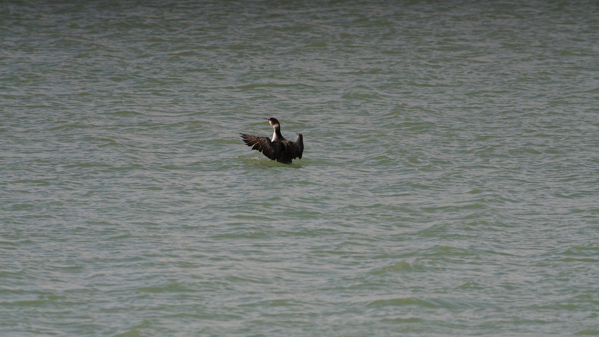 Common Loon - ML634156428