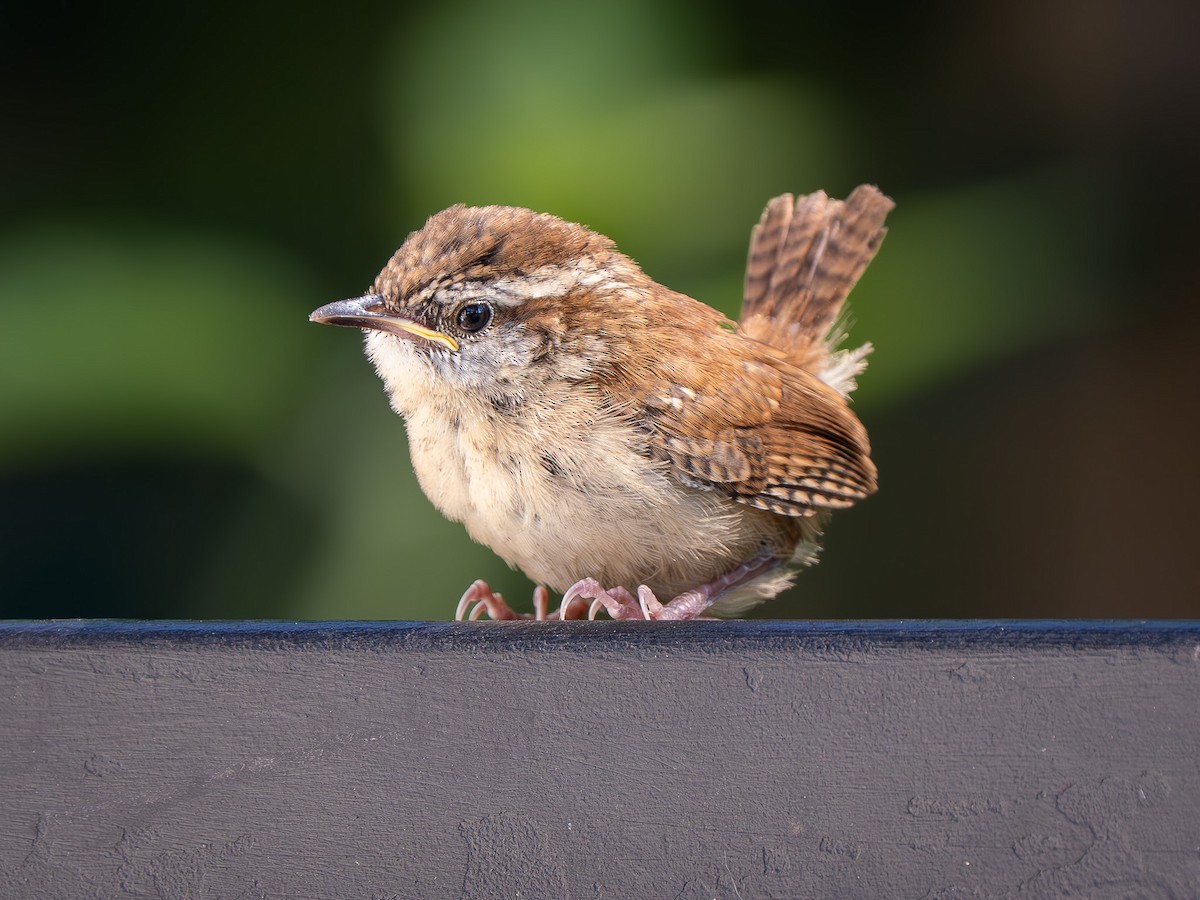 Carolina Wren - ML634156435