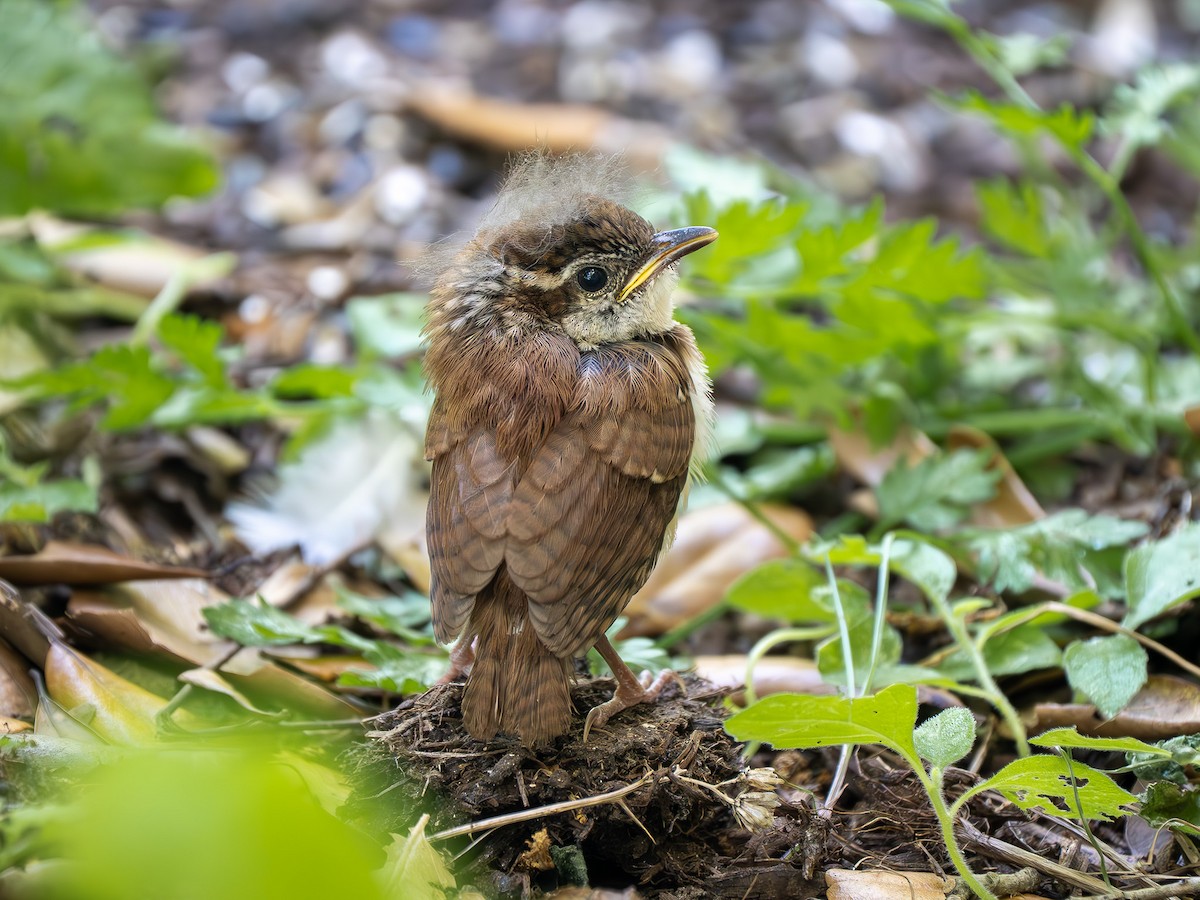 Carolina Wren - ML634156436
