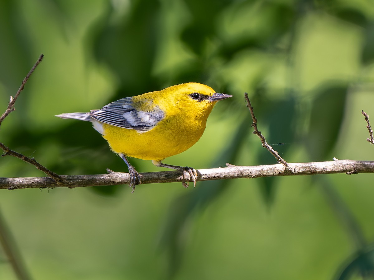 Blue-winged Warbler - ML634156450