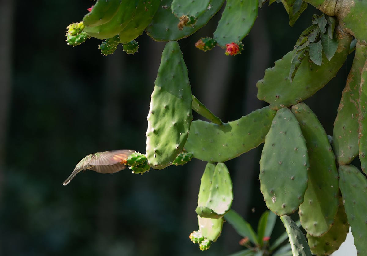 Outcrop Sabrewing - ML634156451