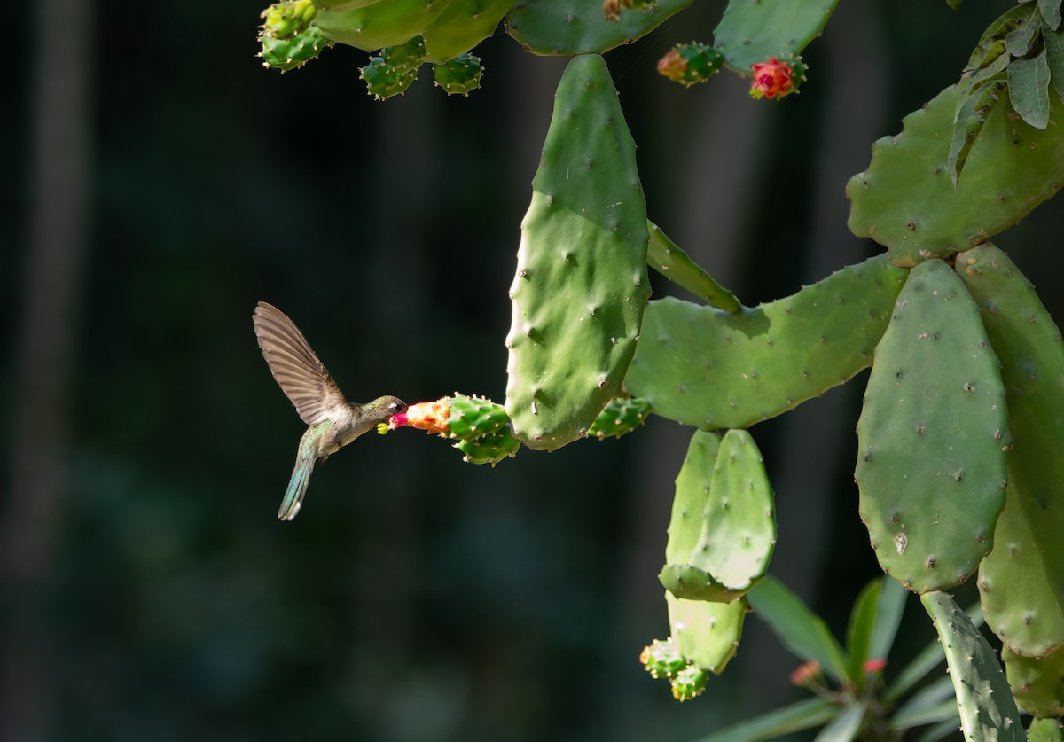 Outcrop Sabrewing - ML634156458