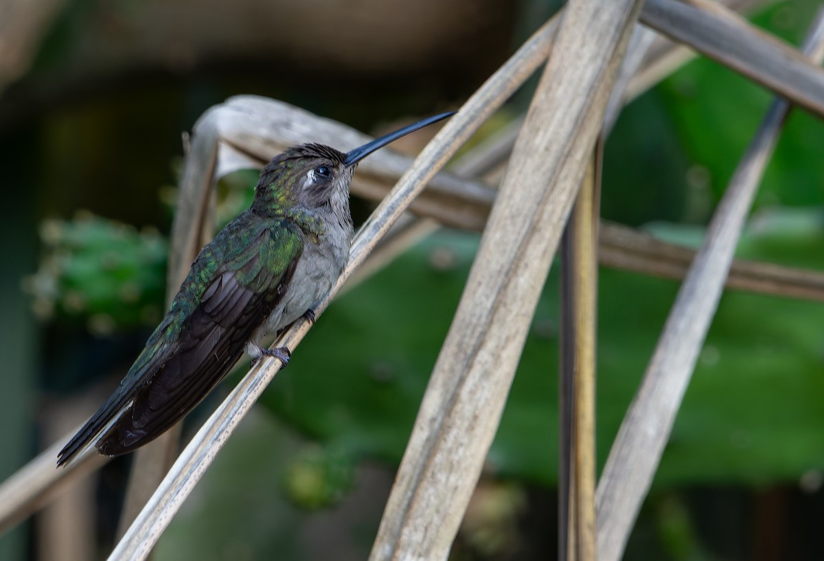 Outcrop Sabrewing - ML634156469