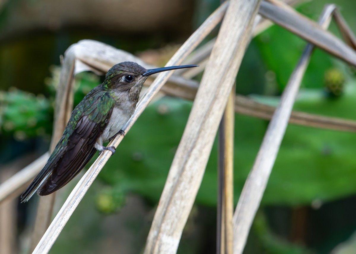 Outcrop Sabrewing - ML634156475