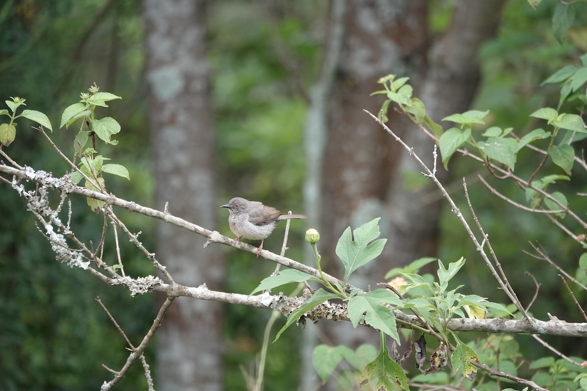 Miombo Wren-Warbler - ML634156484