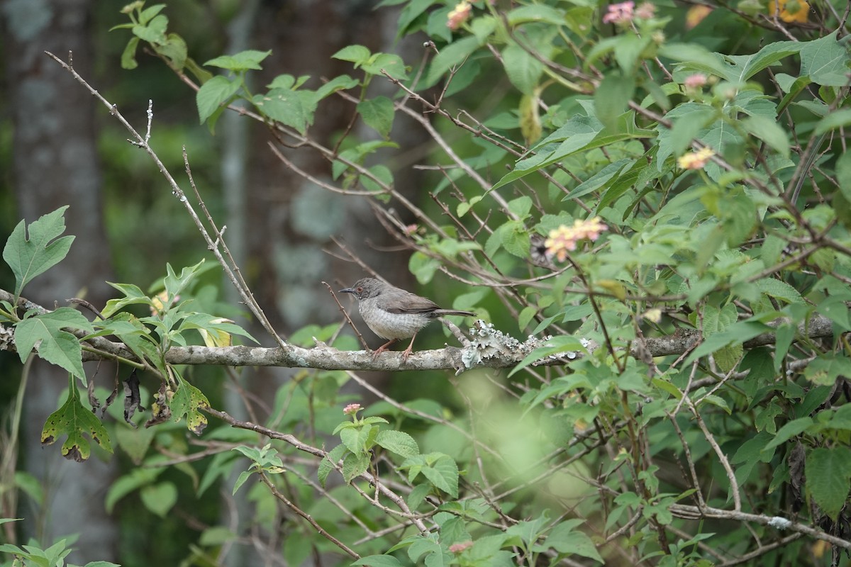 Miombo Wren-Warbler - ML634156487