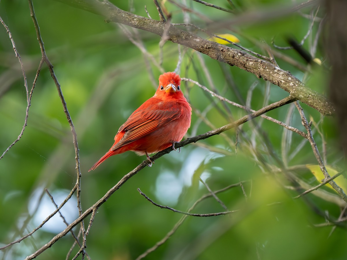 Summer Tanager - ML634156488