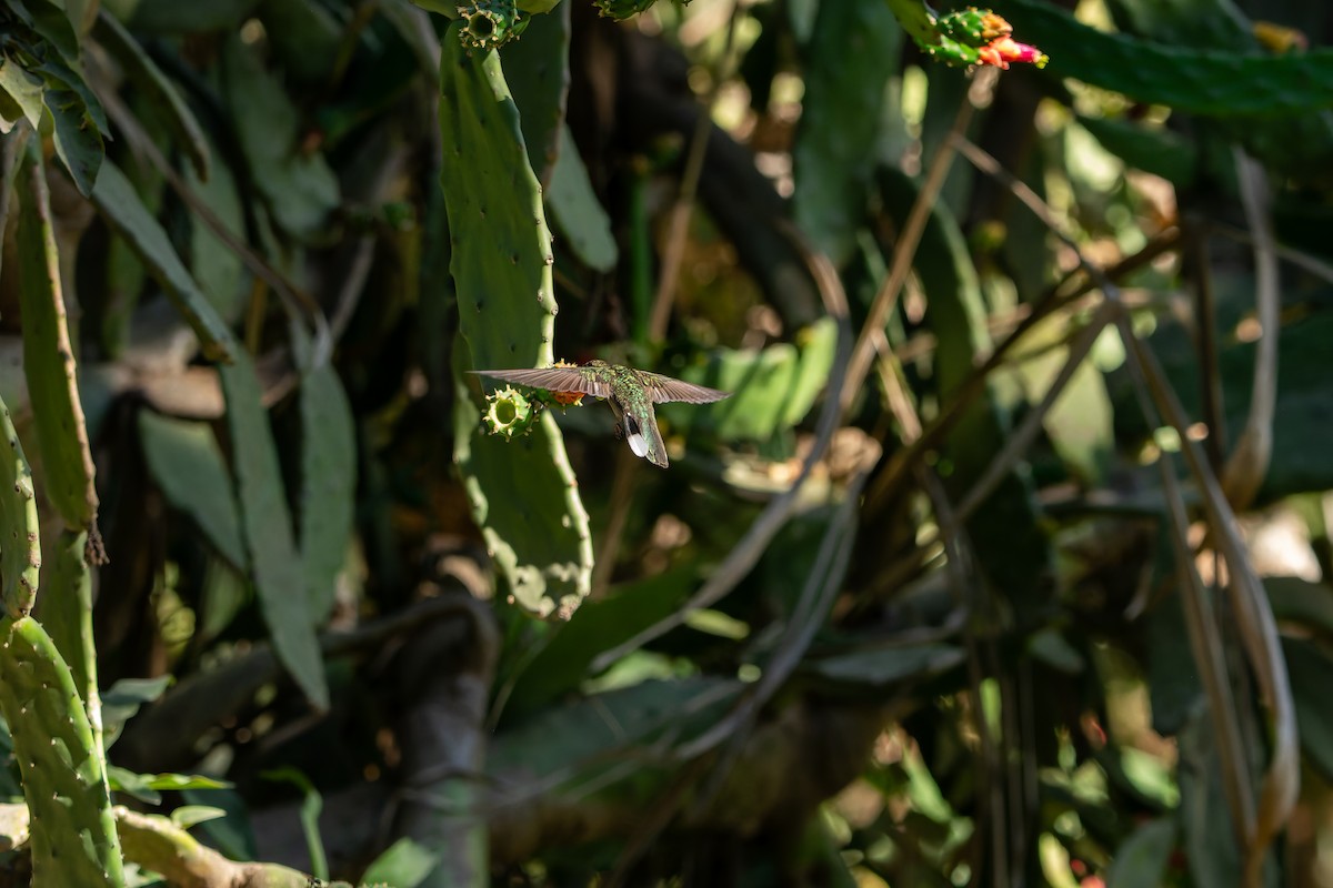 Outcrop Sabrewing - ML634156493