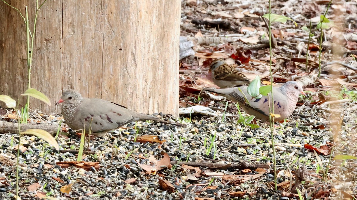 Common Ground Dove - ML634156497