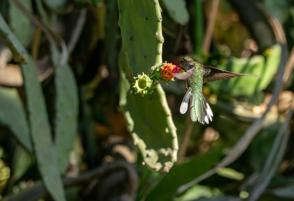 Outcrop Sabrewing - ML634156499