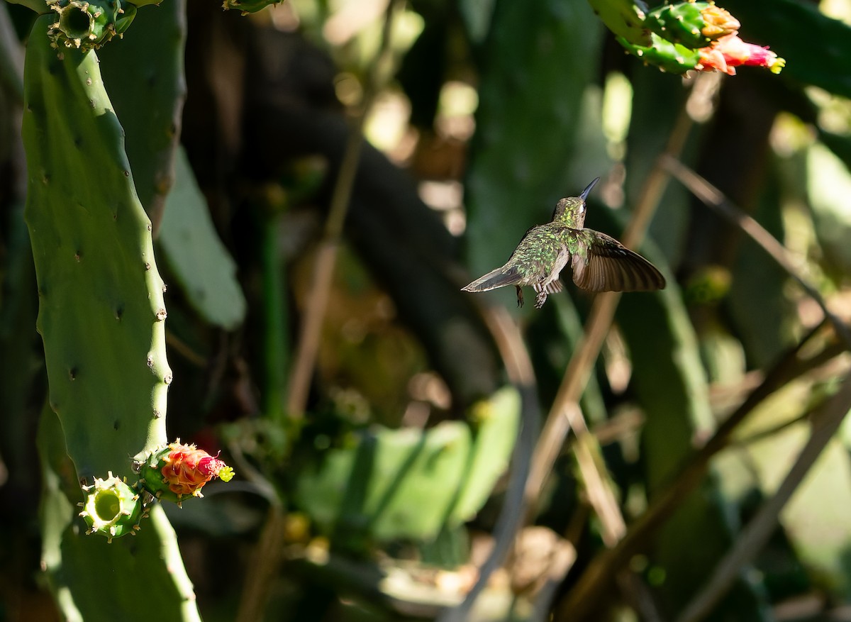 Outcrop Sabrewing - ML634156500