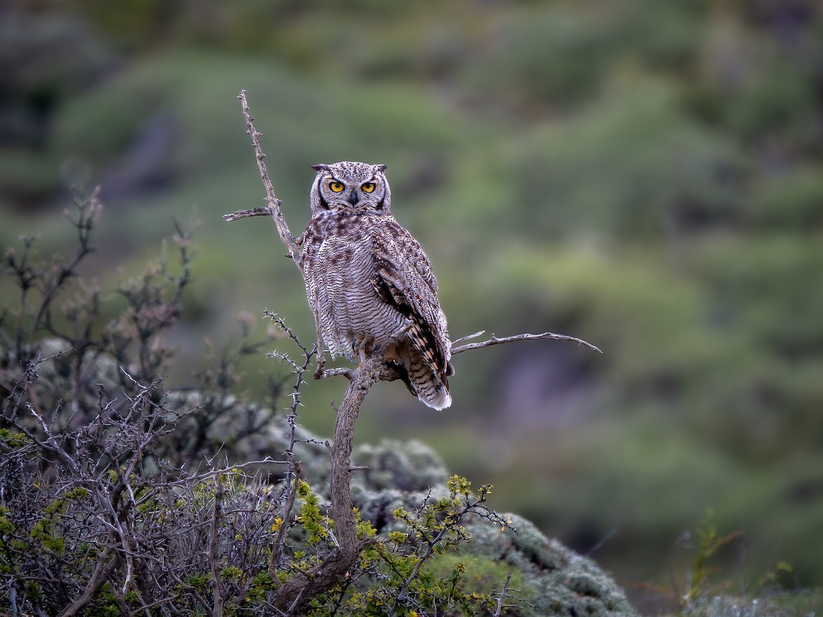Lesser Horned Owl - ML634156534