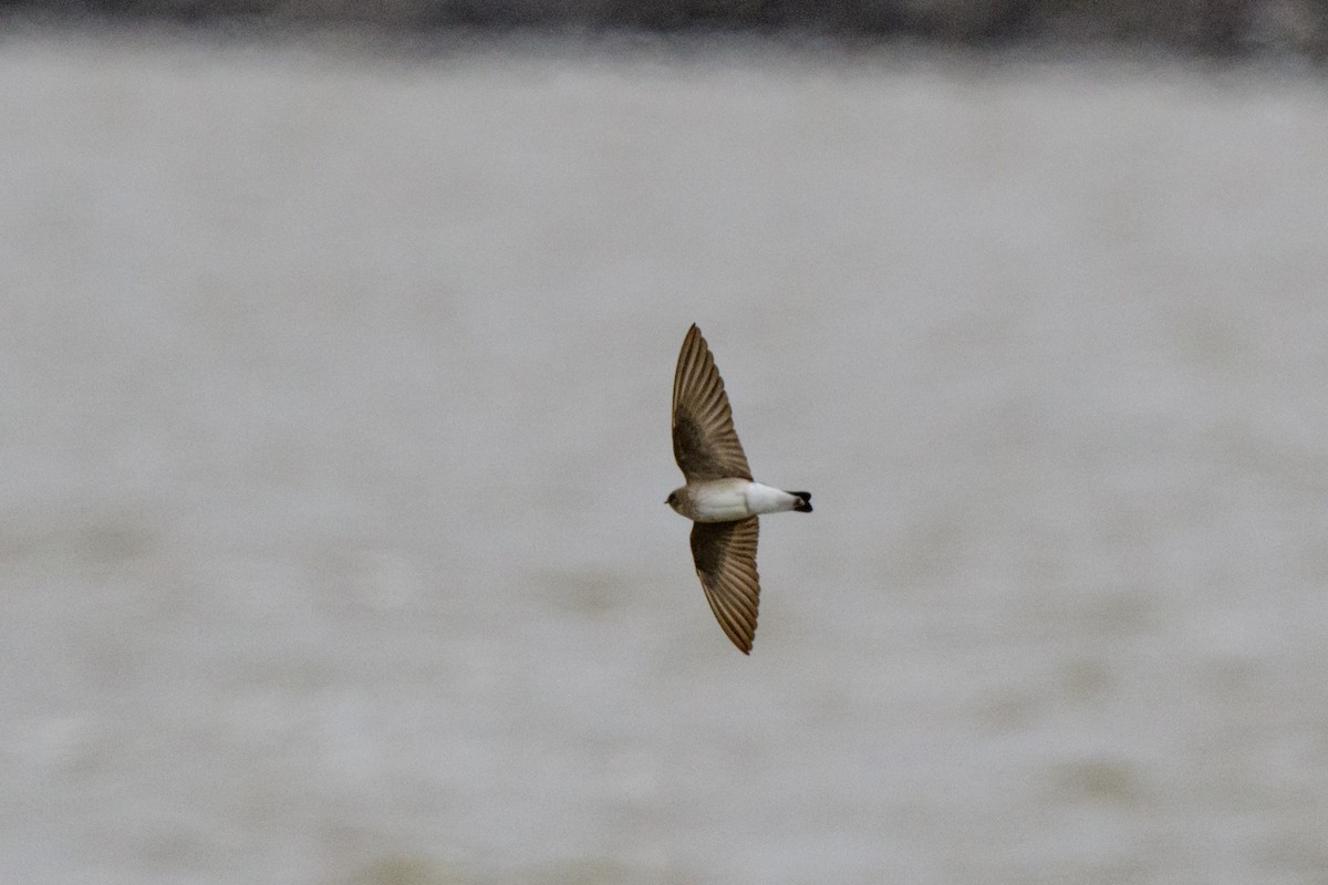 Hirondelle à ailes hérissées - ML634156545