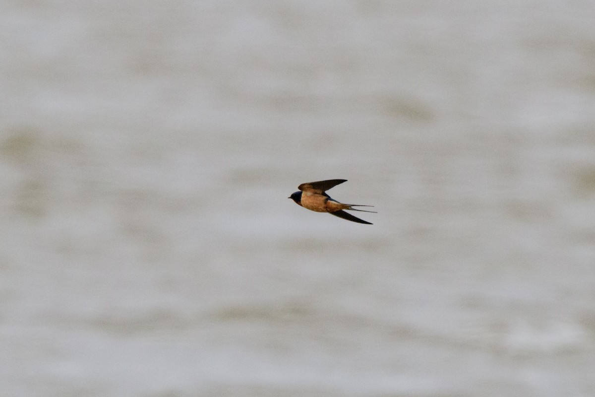 Hirondelle rustique (erythrogaster) - ML634156551